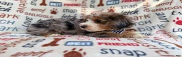 Mini Aussiedoodle dogs for sale: Otto - Ad 4