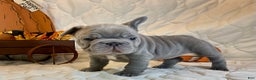 French Bulldog dogs for sale: River  - Ad 12