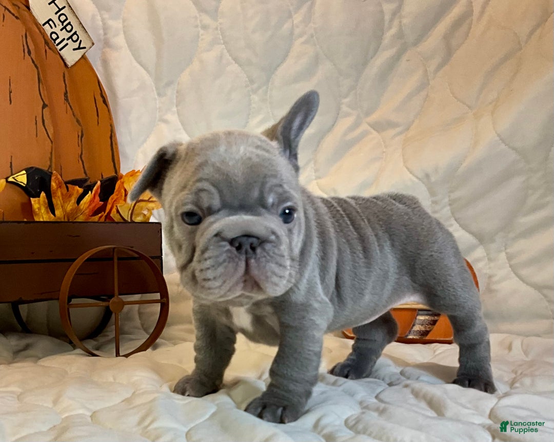 French Bulldog dogs for sale: River  - Ad 12