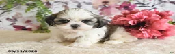 Shih Tzu dogs for sale: Carter - Ad 1