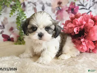 Shih Tzu dogs for sale: Carter - Ad 2