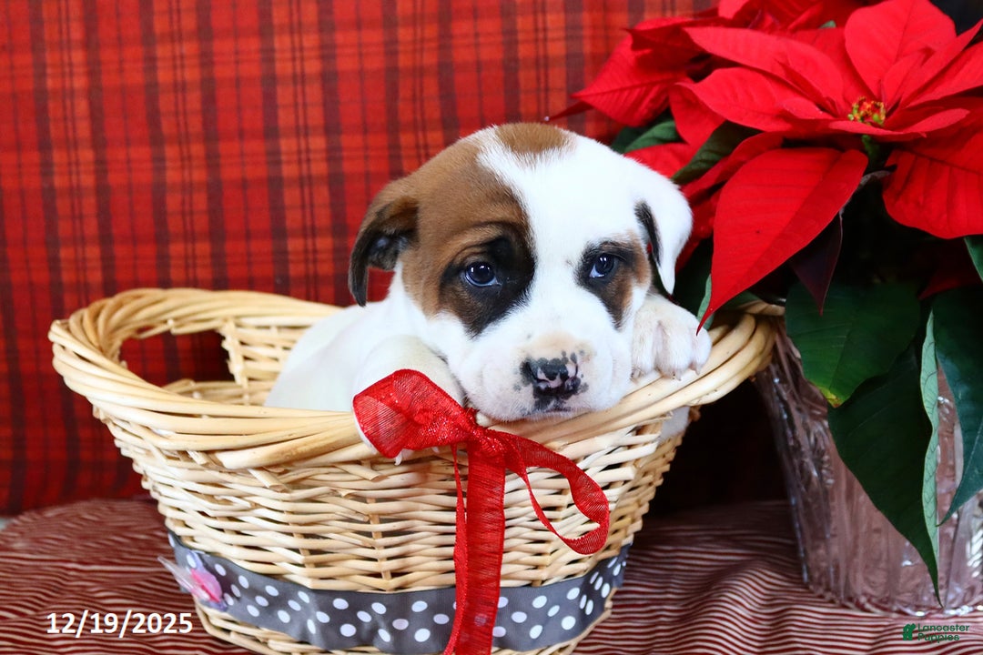 Mixed Breed dogs for sale: Lulu - Ad 5