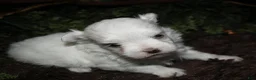 Maltese dogs for sale: Mable - Ad 29