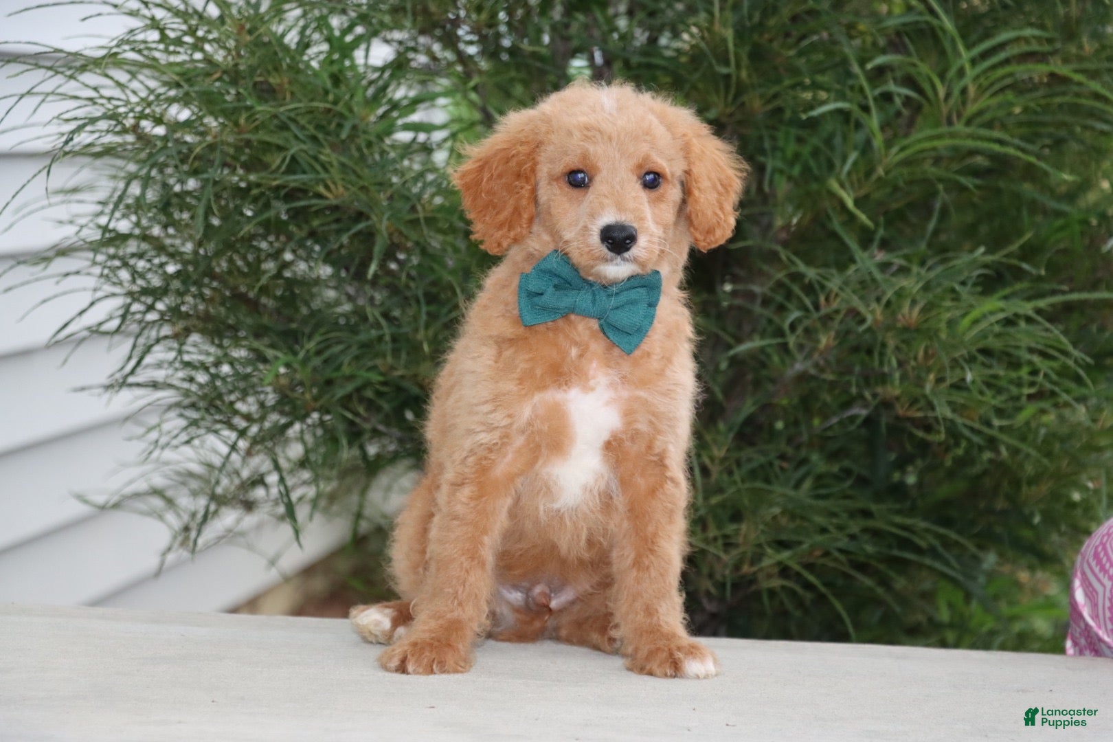 Mini Goldendoodle dogs Roscoe - Ad 1