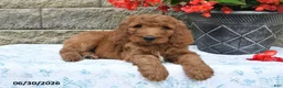 Goldendoodle dogs for sale: Jasper - Ad 5