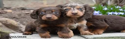 Miniature Dachshund dogs for sale: Rambo - Ad 4