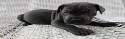 Cane Corso dogs for sale: Cane Corso 3 - Ad 3