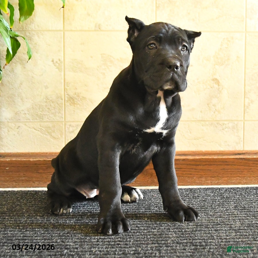 Cane Corso dogs Yeager - Ad 2