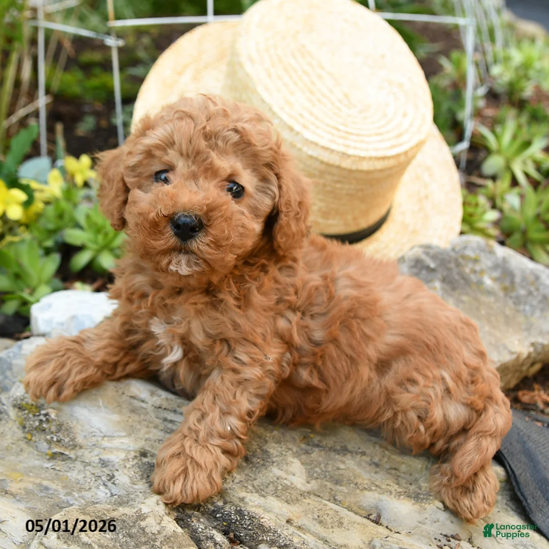 Toy Poodle dogs for sale: Crumb - Ad 2