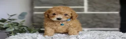 Toy Poodle dogs for sale: Chico - Ad 12