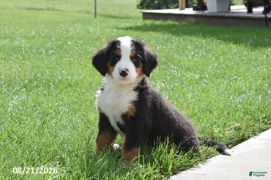 Bernese Mountain Dog dogs Melly - Ad 1