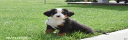 Bernese Mountain Dog dogs for sale: Melly - Ad 1