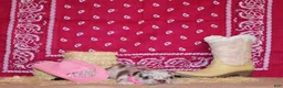 Chihuahua dogs for sale: Alexa - Ad 1