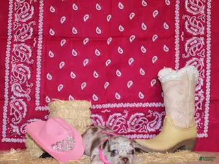 Chihuahua dogs Alexa - Ad 7