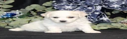 Bichon Frise dogs for sale: Violet - Ad 6
