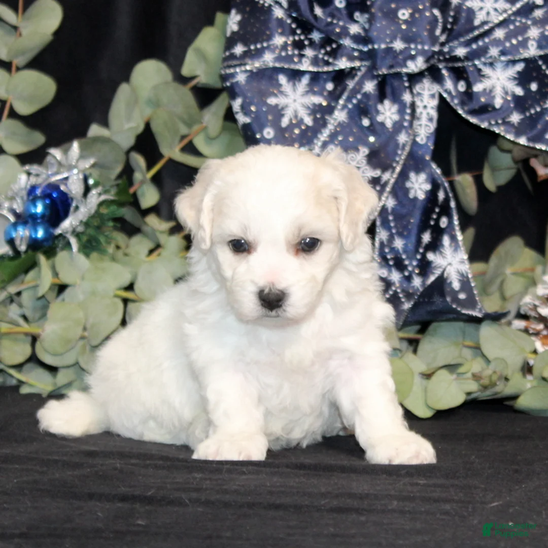 Bichon Frise dogs for sale: Violet - Ad 6