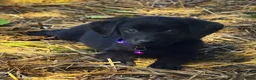 Labrador Retriever dogs for sale: Labrador Retriever 1 - Ad 6