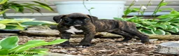 Boxer dogs for sale: Bodhi - Ad 1