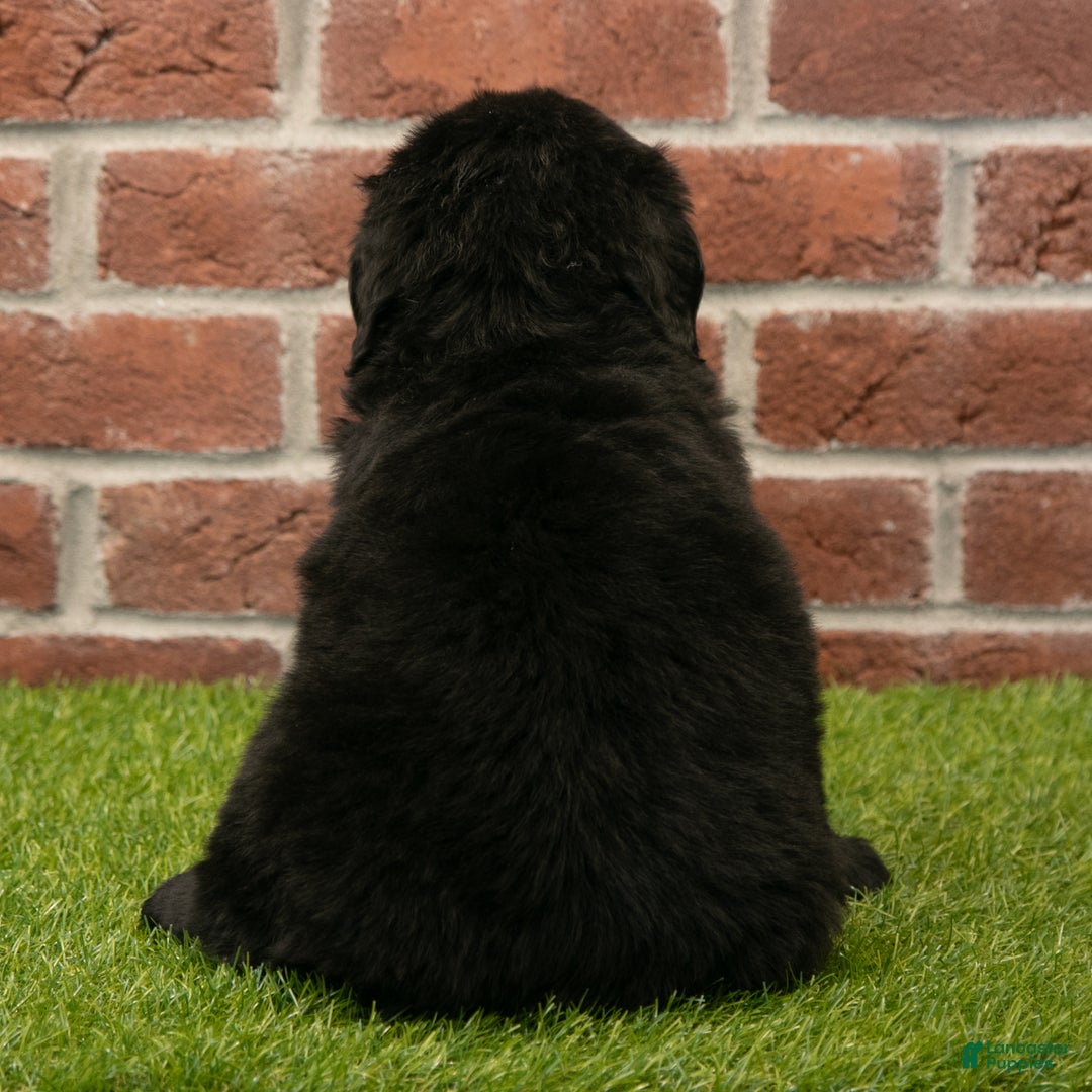 Newfoundland dogs for sale: Jewel - Ad 6