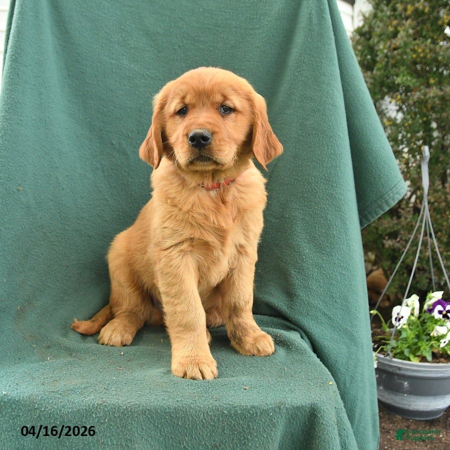 Golden Retriever dogs Raymond - Ad 1