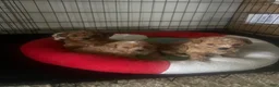Mixed Breed dogs for sale: Mixed Breed Puppy 1 - Ad 4