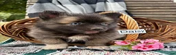Pomsky dogs for sale: Daisy - Ad 2