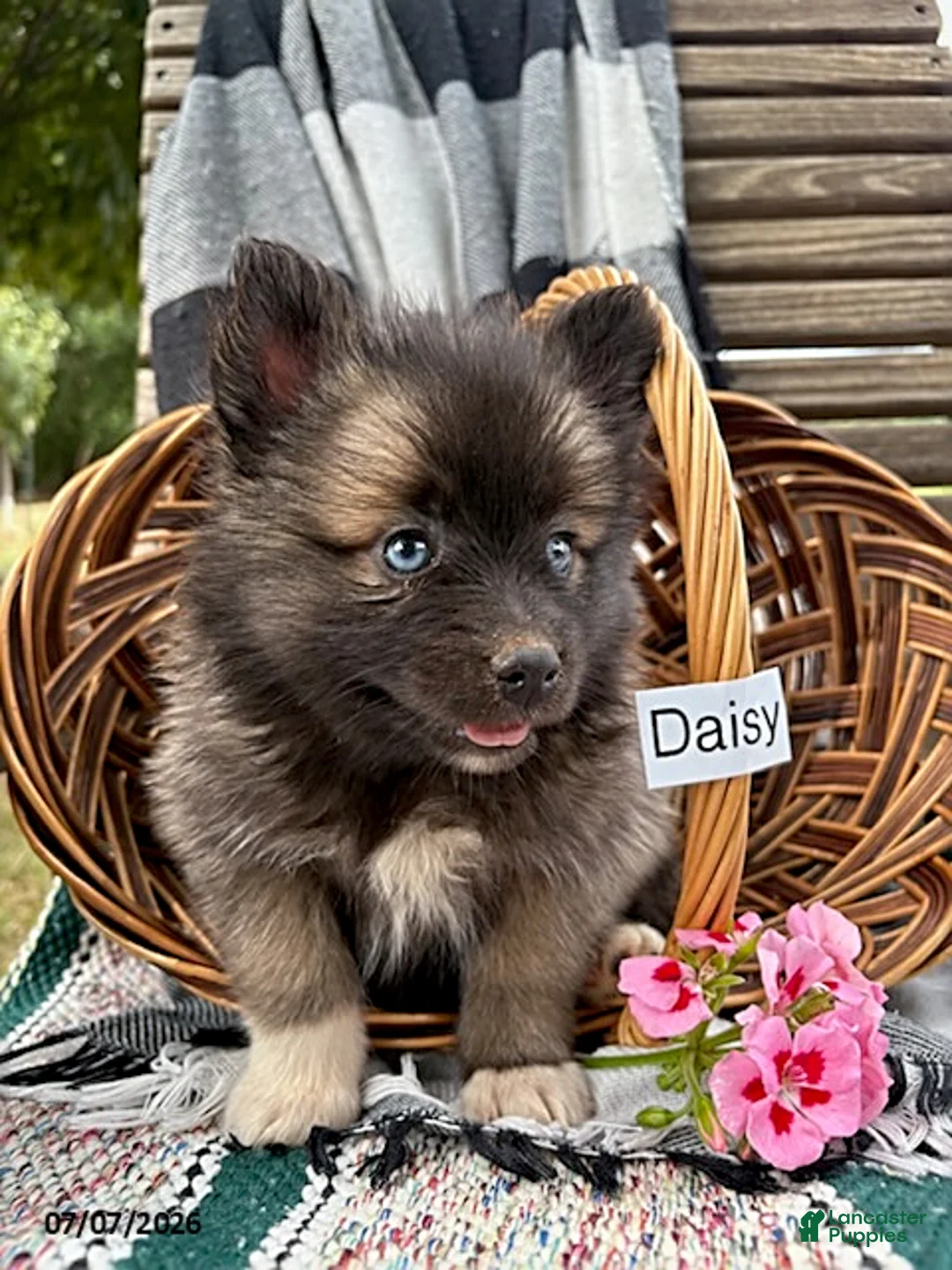 Pomsky dogs for sale: Daisy - Ad 2