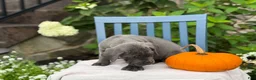 Cane Corso dogs for sale: Darcy - Ad 5