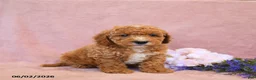 Cavapoo dogs for sale: Ferlin - Ad 3