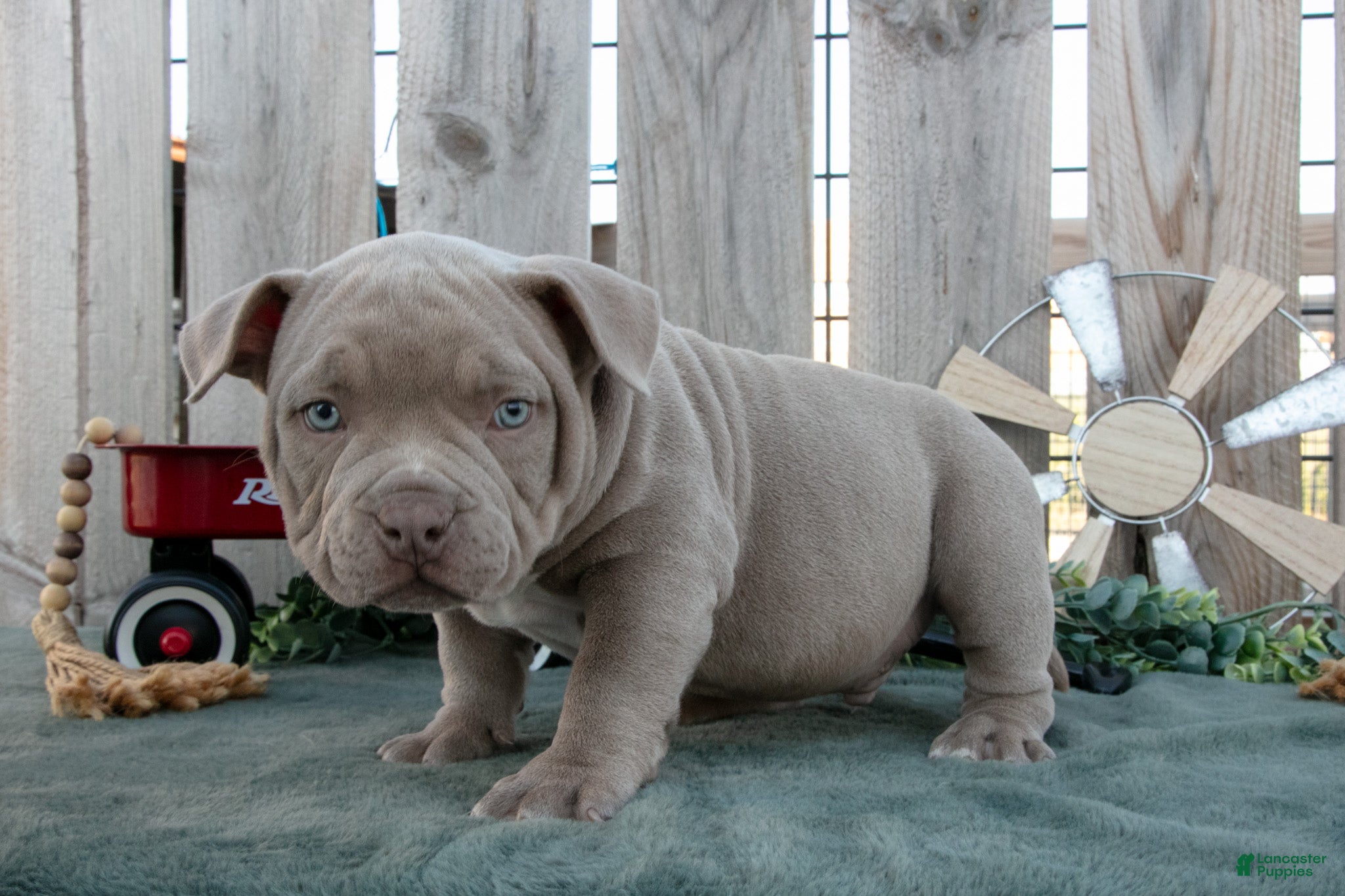 American Bully dogs Dexter - Ad 2