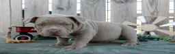 American Bully dogs for sale: Dexter - Ad 2