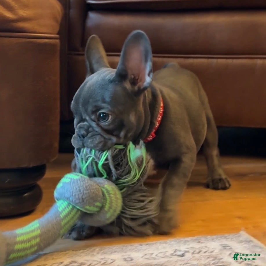 French Bulldog dogs Birdie  - Ad 2
