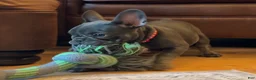 French Bulldog dogs for sale: Birdie  - Ad 2