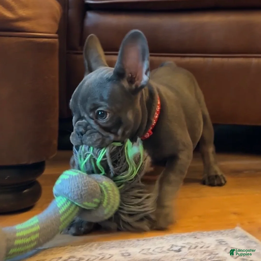French Bulldog dogs for sale: Birdie  - Ad 2