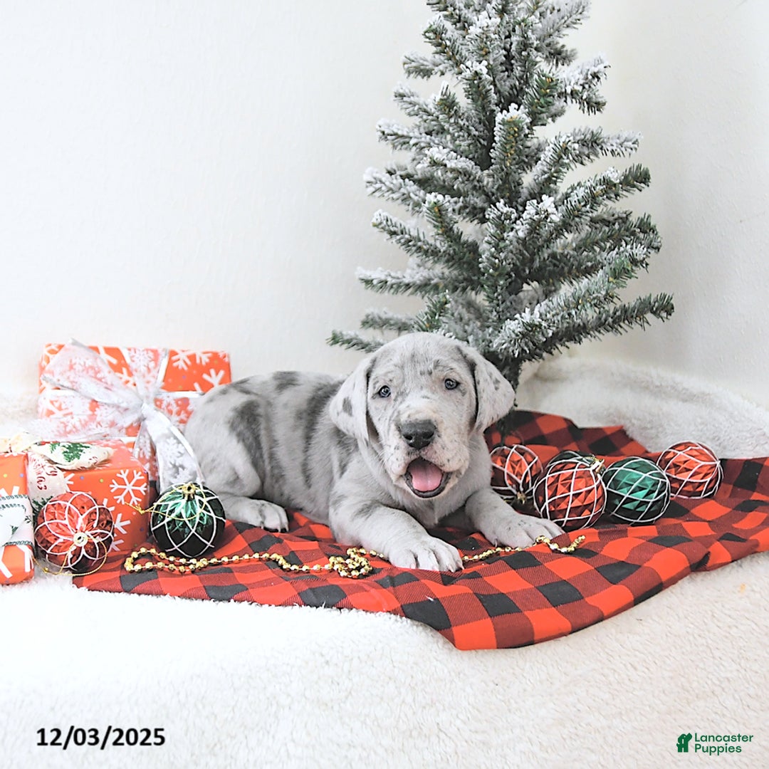 Great Dane dogs for sale: Indigo - Ad 5