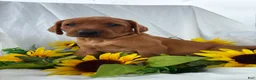 Labrador Retriever dogs for sale: Scout  - Ad 1