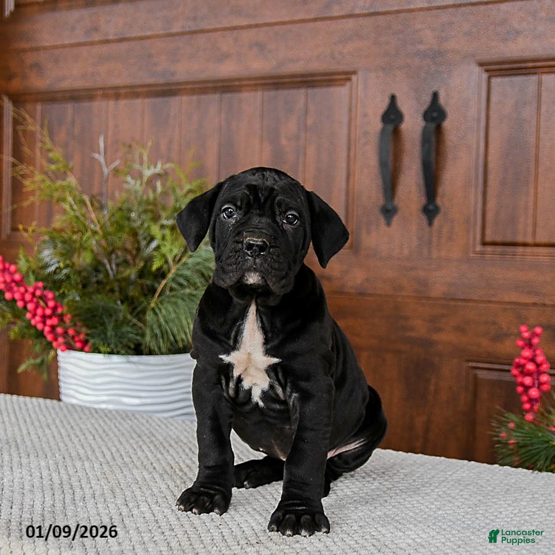 Cane Corso dogs for sale: Toffee - Ad 4