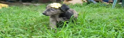 Mixed Breed dogs for sale: Mixed Breed 5 - Ad 4