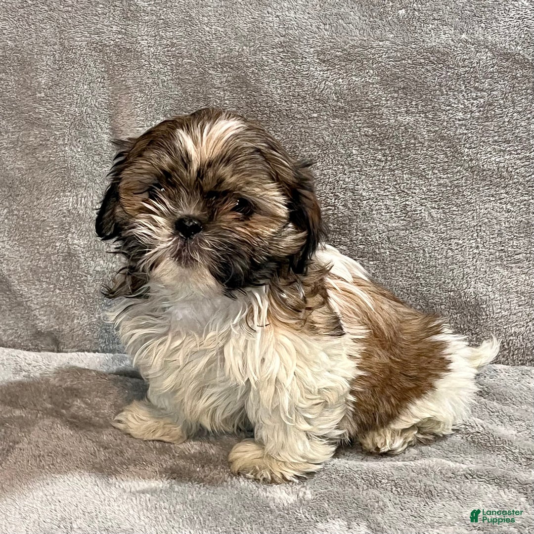 Shih Tzu dogs for sale: Henry - Ad 2