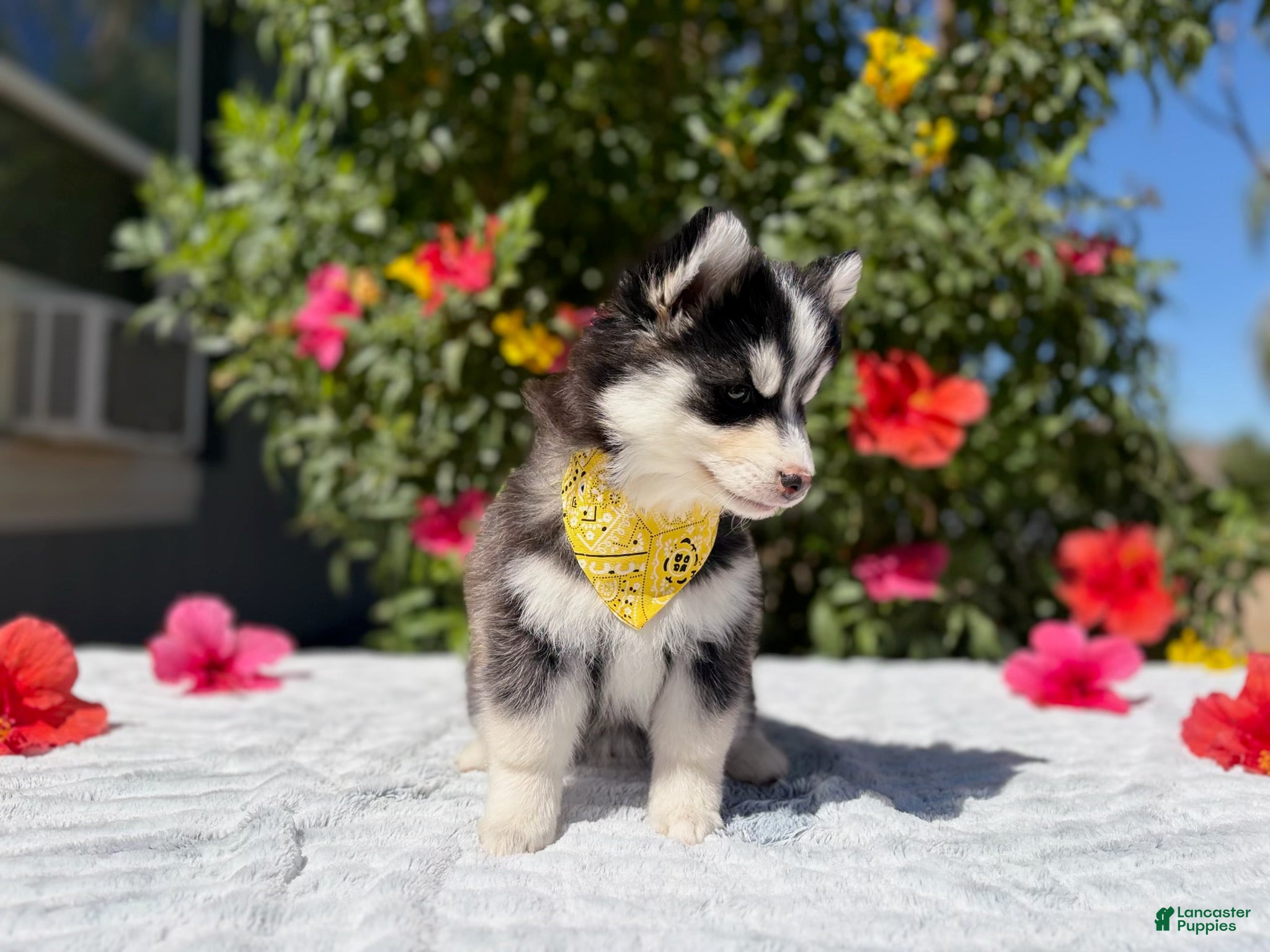 Pomsky dogs for sale: Moon - Ad 2