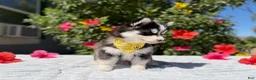 Pomsky dogs for sale: Moon - Ad 1
