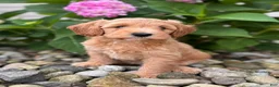 Whoodle dogs for sale: Mini California (Callie) - Ad 1