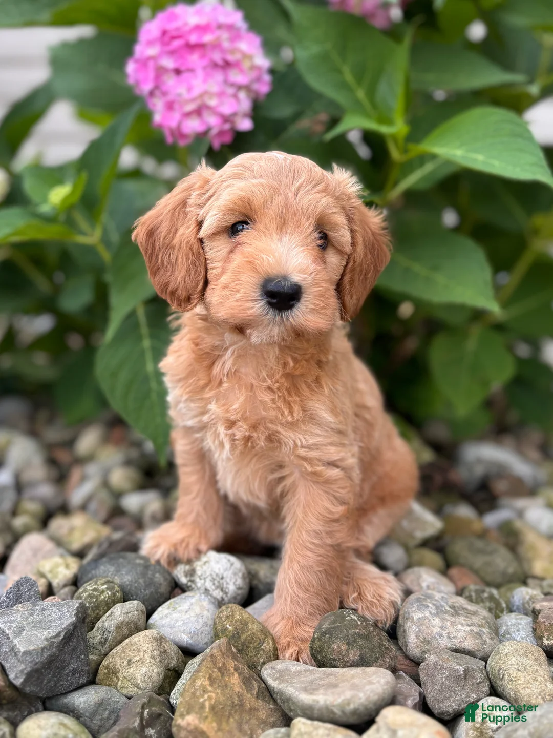 Whoodle dogs for sale: Mini California (Callie) - Ad 1