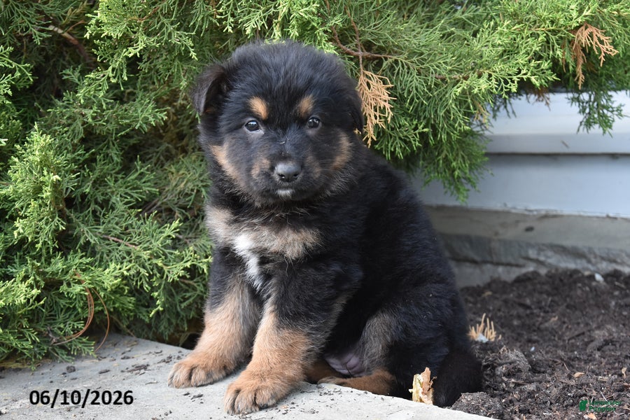 Mixed Breed dogs Kora - Ad 2