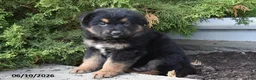 Mixed Breed dogs for sale: Kora - Ad 2