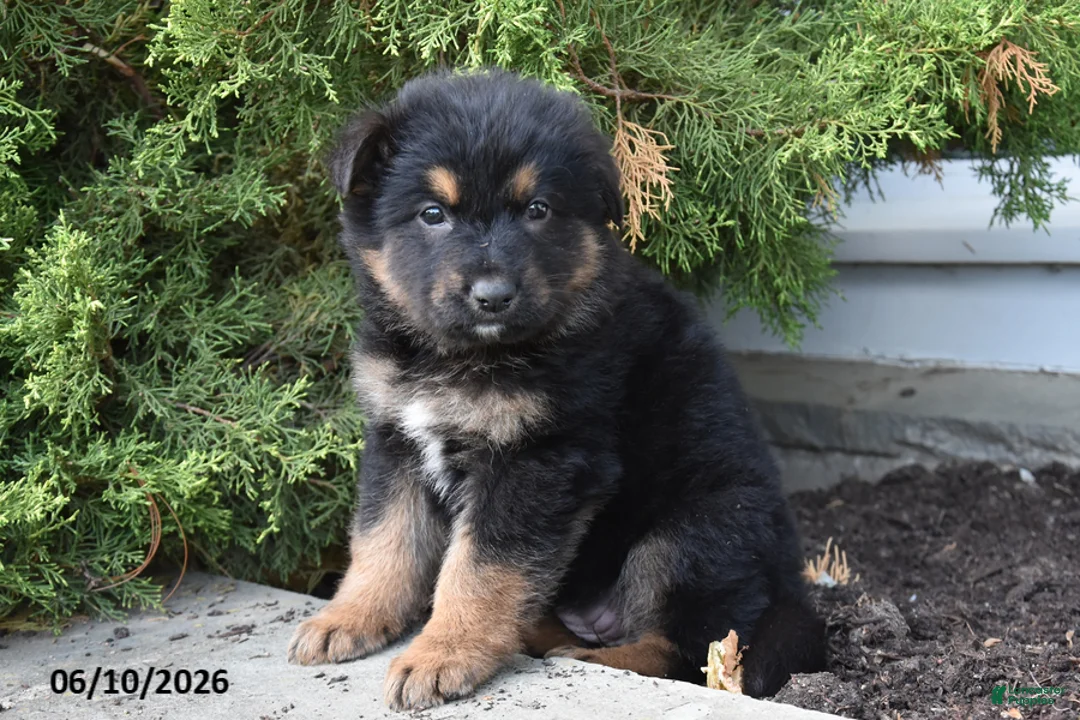Mixed Breed dogs for sale: Kora - Ad 2