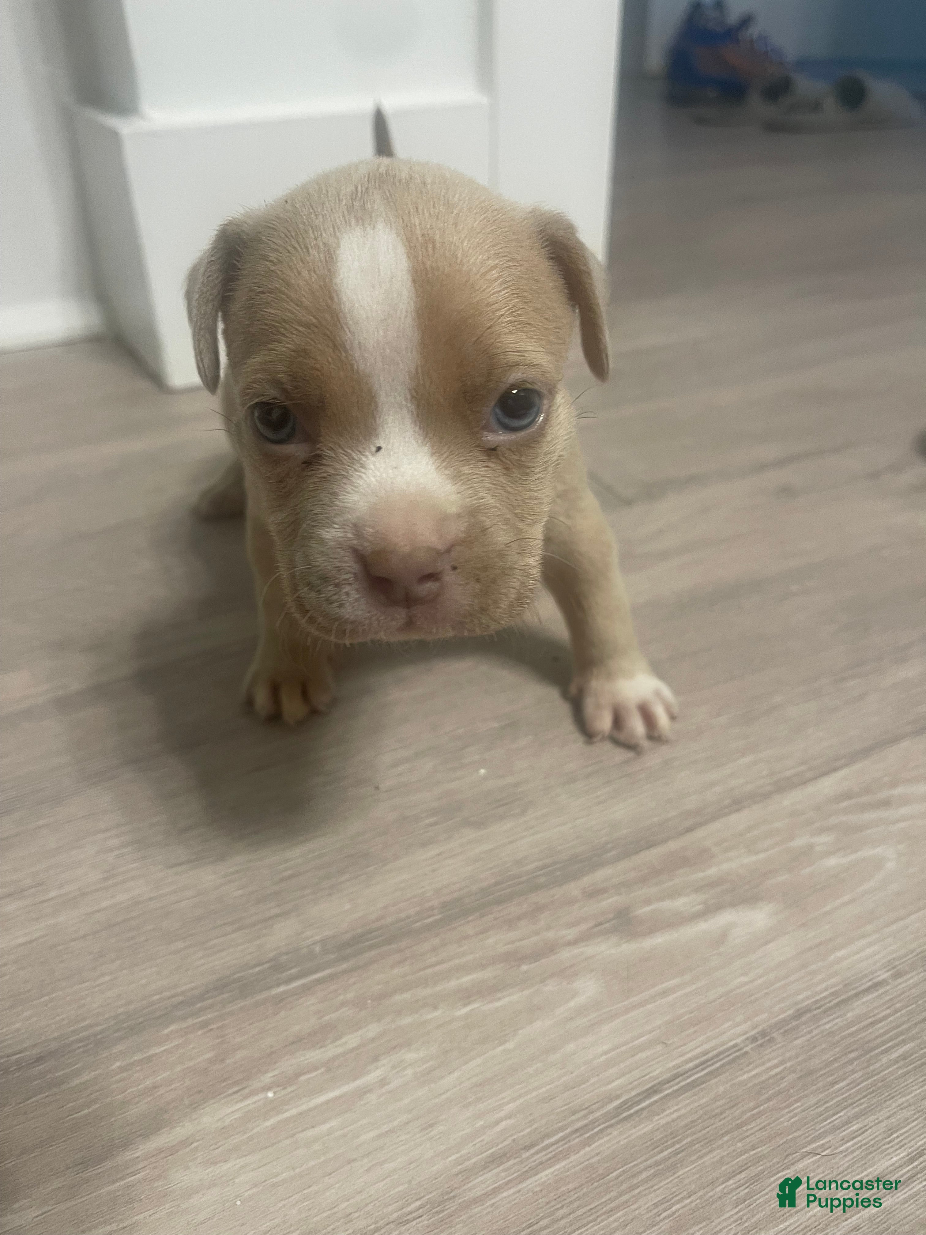American Bully dogs Princess  - Ad 21