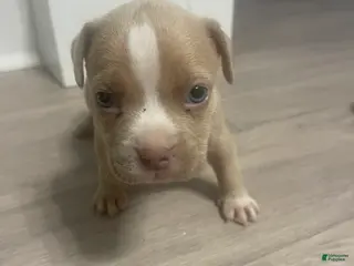 American Bully dogs Princess - Ad 30