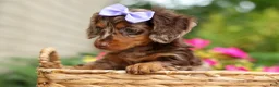 Miniature Dachshund dogs for sale: Isabelle🩷  - Ad 11