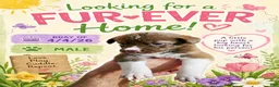 Mixed Breed dogs for sale: Jr - Ad 1